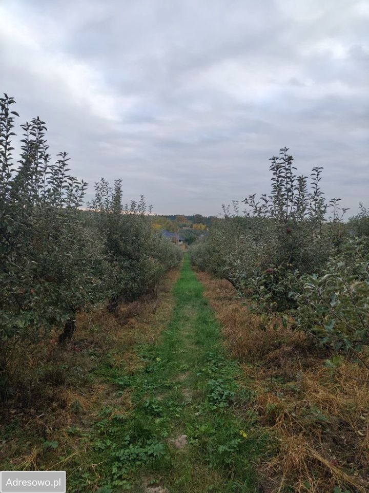 Działka rolno-budowlana Kazimierz Dolny Jeziorszczyzna. Zdjęcie 8