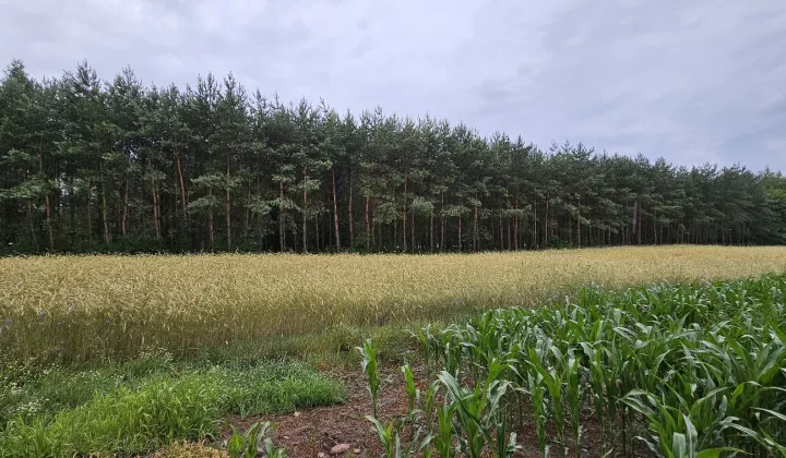 Działka leśna Łukoszyno-Borki