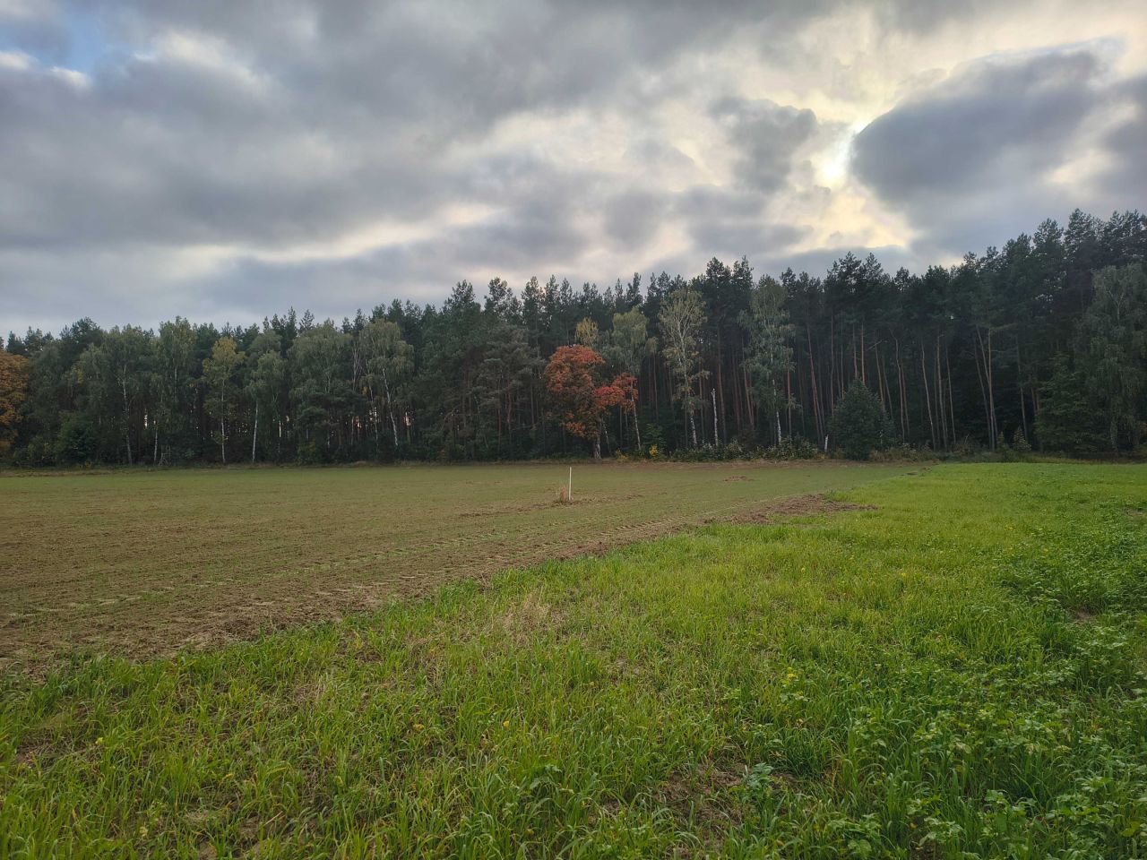 Działka rolno-budowlana Sulnowo. Zdjęcie 3
