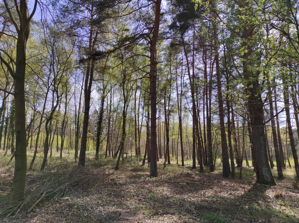 Działka budowlana Chomino. Zdjęcie 11