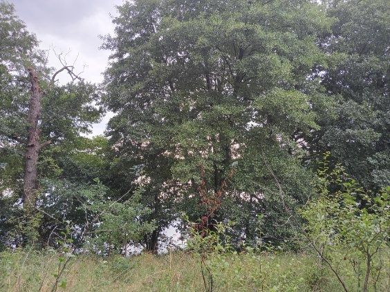 Działka budowlana Krzynki. Zdjęcie 4