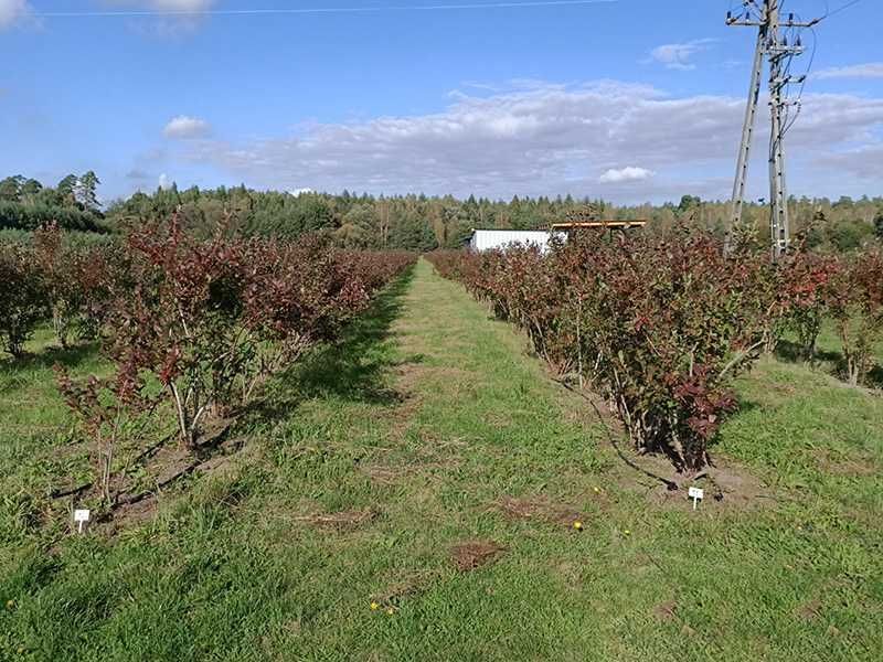 Działka rolno-budowlana Bukowo, ul. Wiejska. Zdjęcie 3