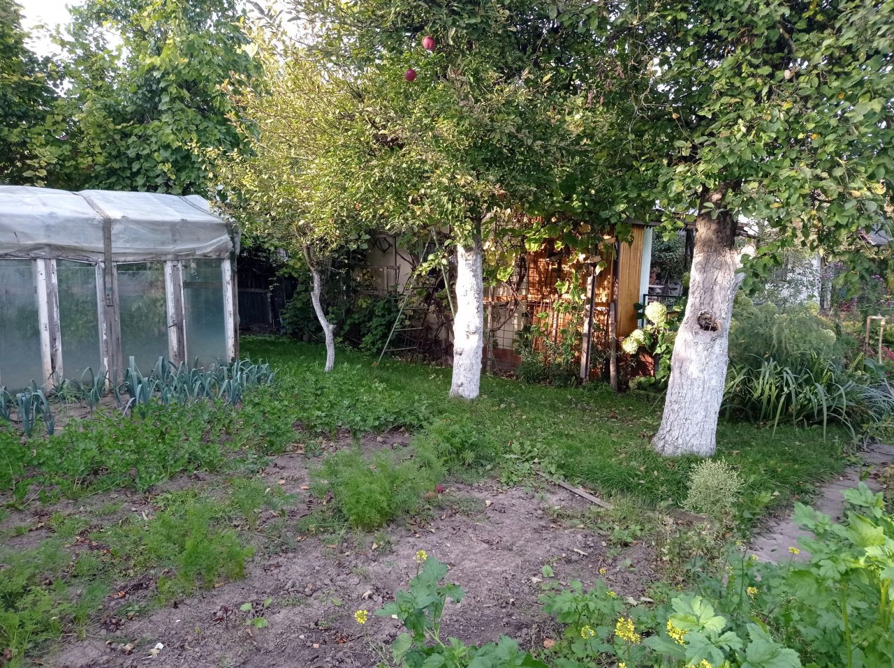 Działka rod Międzyrzecz, ul. Piastowska. Zdjęcie 4