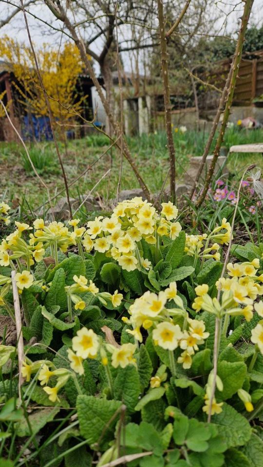 Działka rod Lubin. Zdjęcie 2