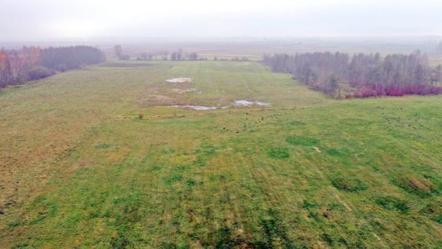 Działka rolna Siedliska. Zdjęcie 8