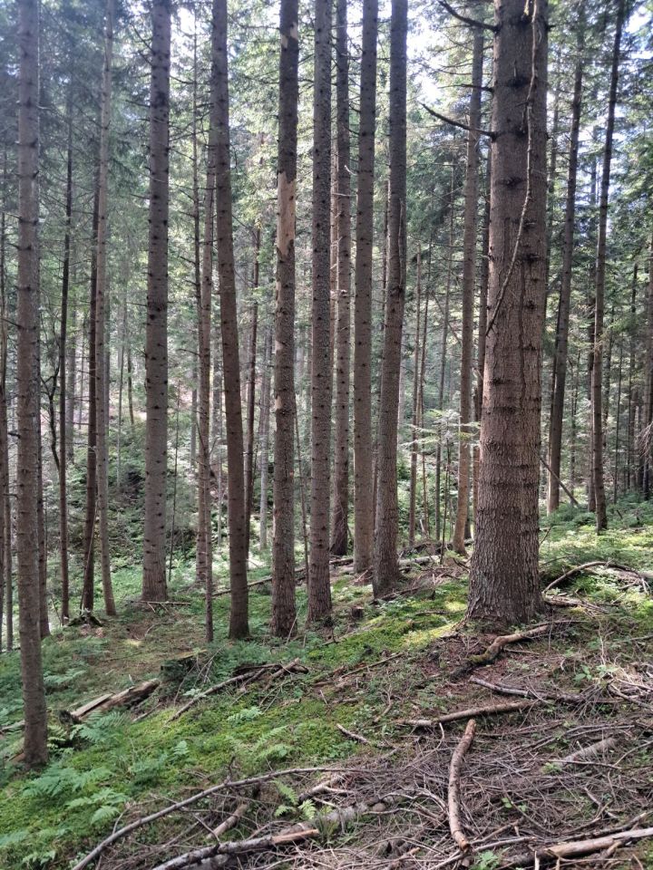Działka Mochnaczka Niżna. Zdjęcie 7