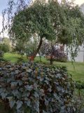 Mieszkanie 2-pokojowe Piaseczno, ul. Strusia. Zdjęcie 4