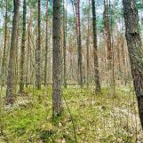 Działka leśna Zawiercie Warty, ul. Podkądzielowa. Zdjęcie 1