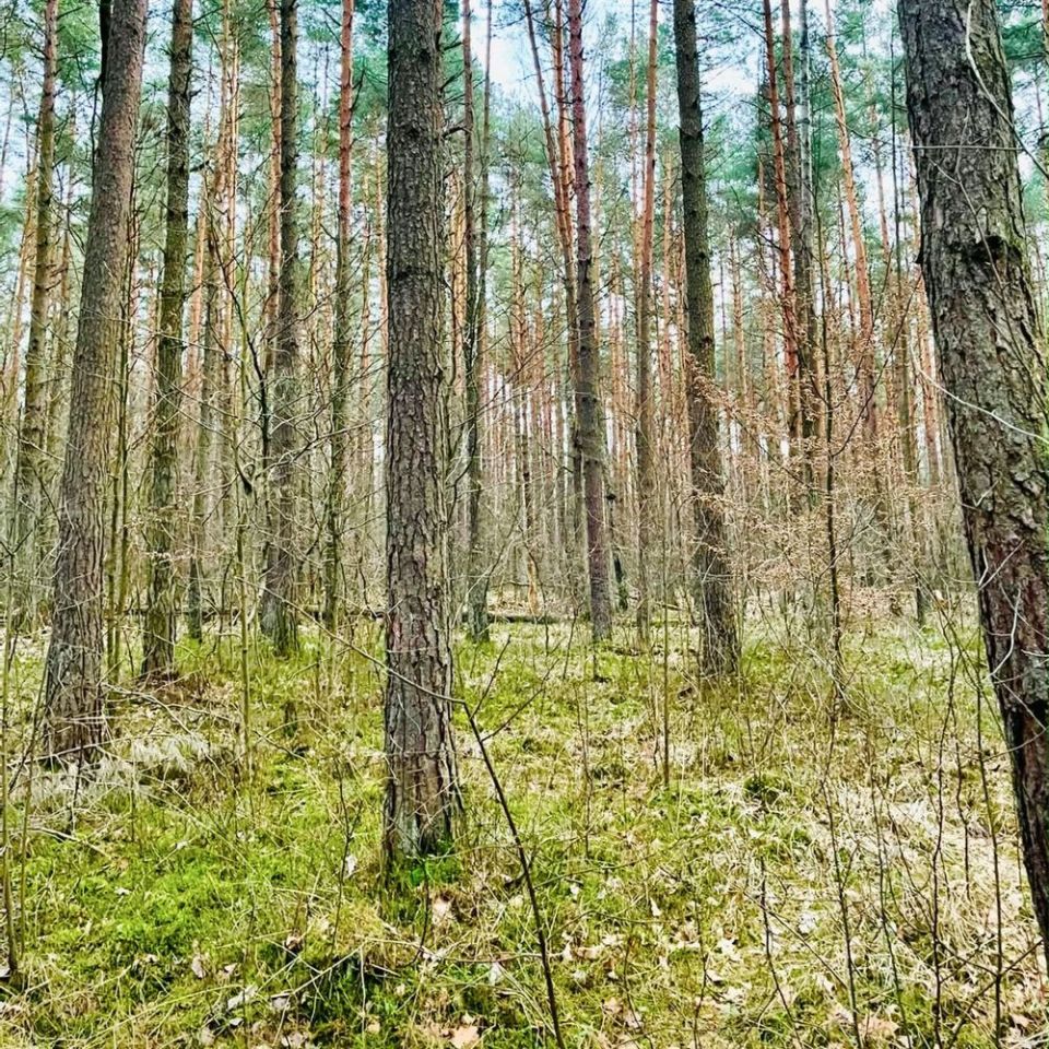 Działka leśna Zawiercie Warty, ul. Podkądzielowa. Zdjęcie 2