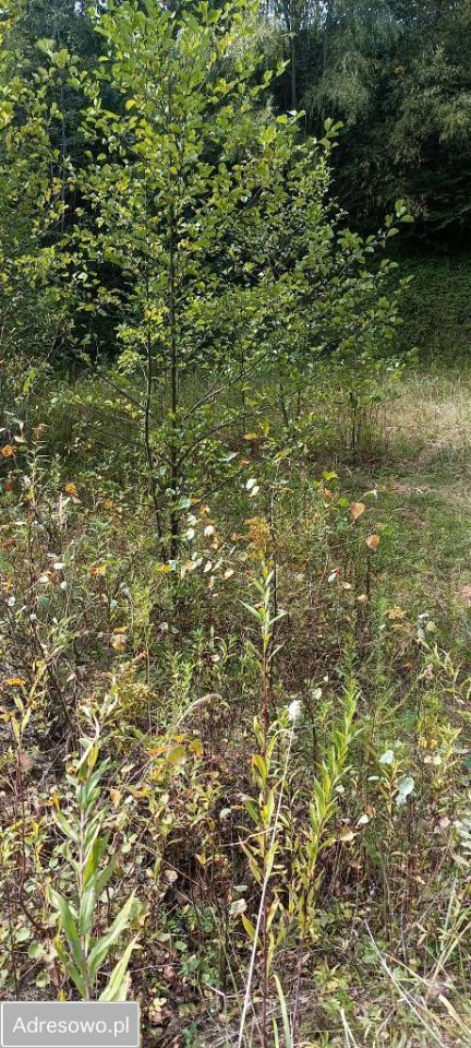 Działka Wyżne. Zdjęcie 5