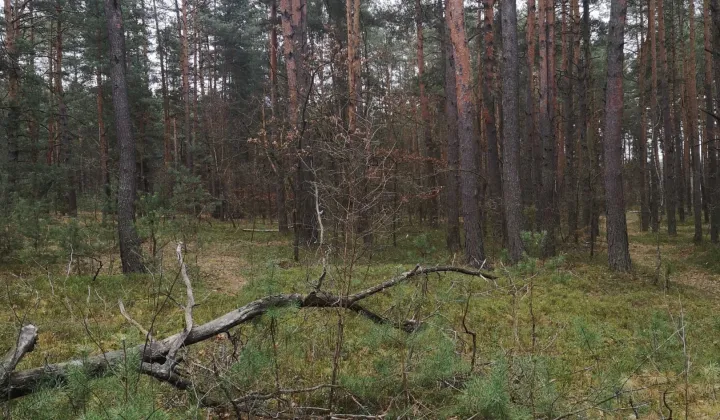 Działka leśna Wólka Kokosia