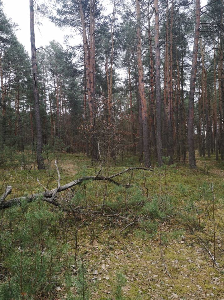 Działka leśna Wólka Kokosia. Zdjęcie 1