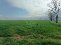 Działka inwestycyjna Kostomłoty. Zdjęcie 4