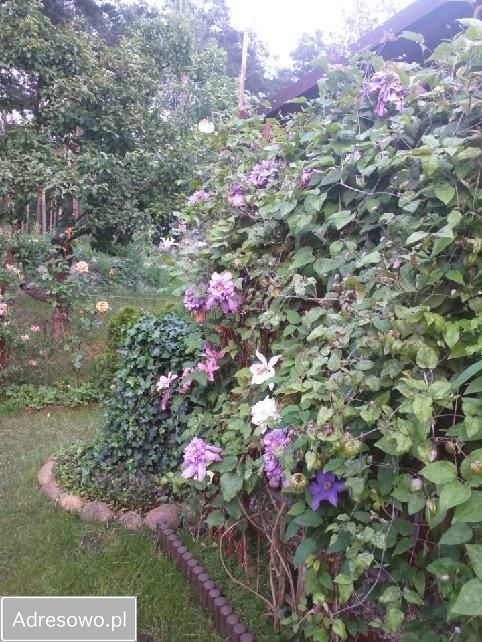 Działka rod Ząbki, ul. Skrajna. Zdjęcie 3