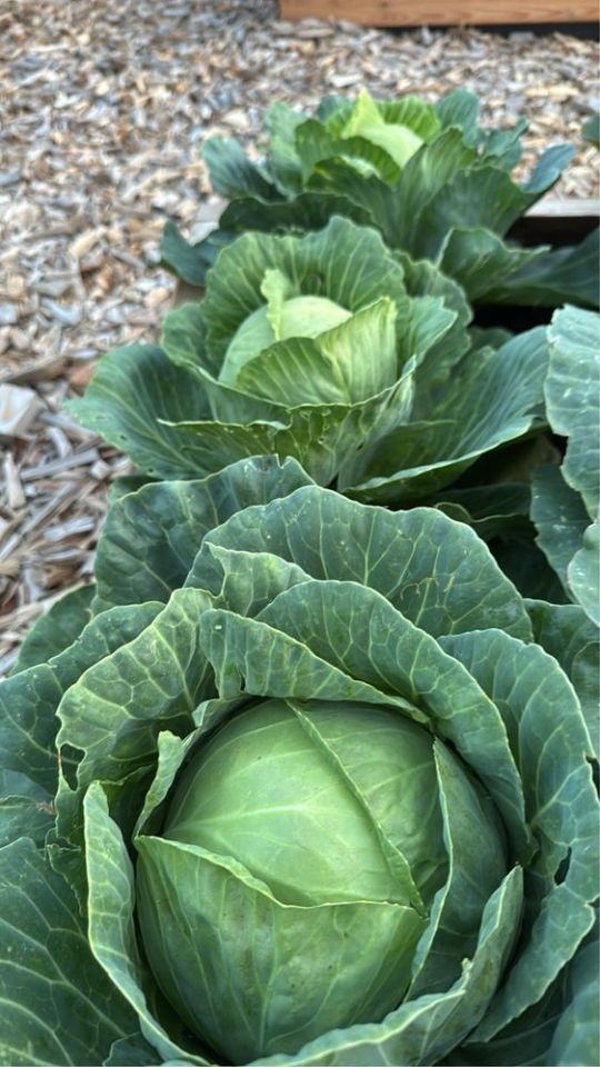 Działka rod Toruń. Zdjęcie 2