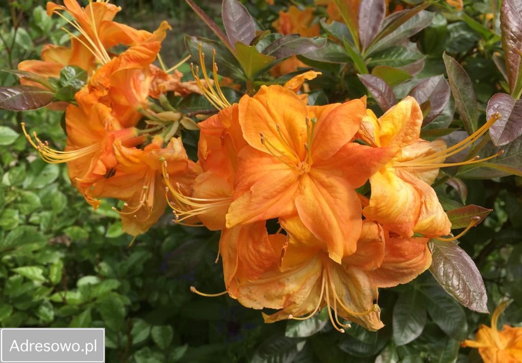 Działka rod Bielsko-Biała Kamienica. Zdjęcie 16