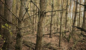 Działka leśna Kukowo