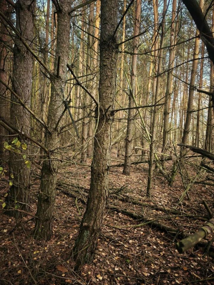 Działka leśna Kukowo. Zdjęcie 2