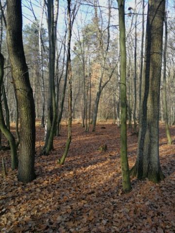 Działka leśna Sławiny. Zdjęcie 1