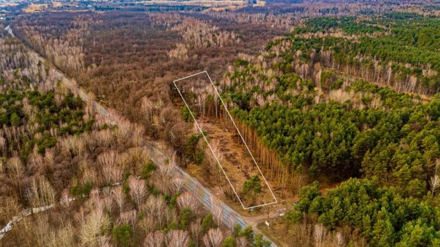 Działka leśna Załuże. Zdjęcie 1