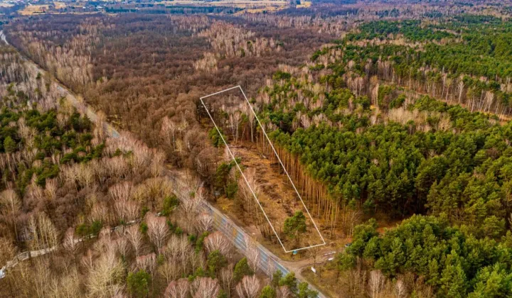 Działka leśna Załuże