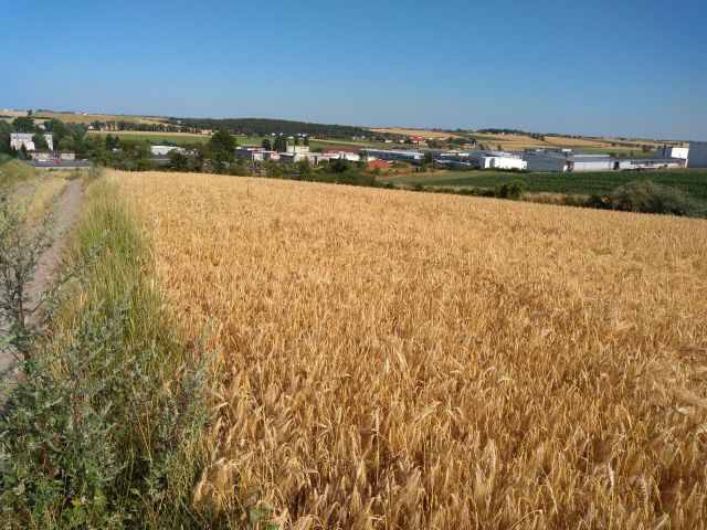 Działka rolna Czachorowo. Zdjęcie 1