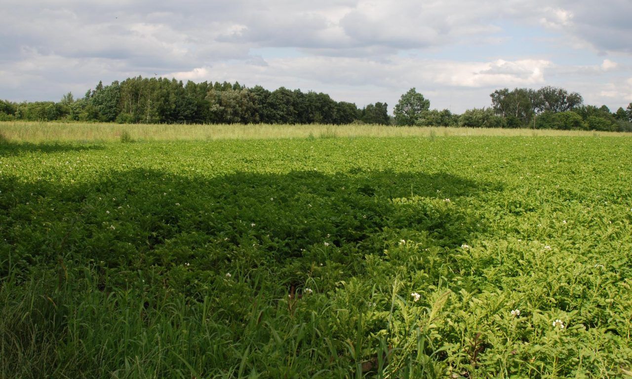 Działka Łódź Polesie, ul. Kirasjerów