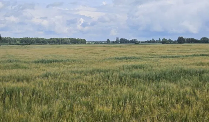 Działka rolna Zalasocze