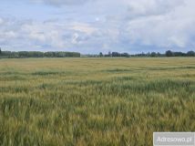 Działka rolna Zalasocze