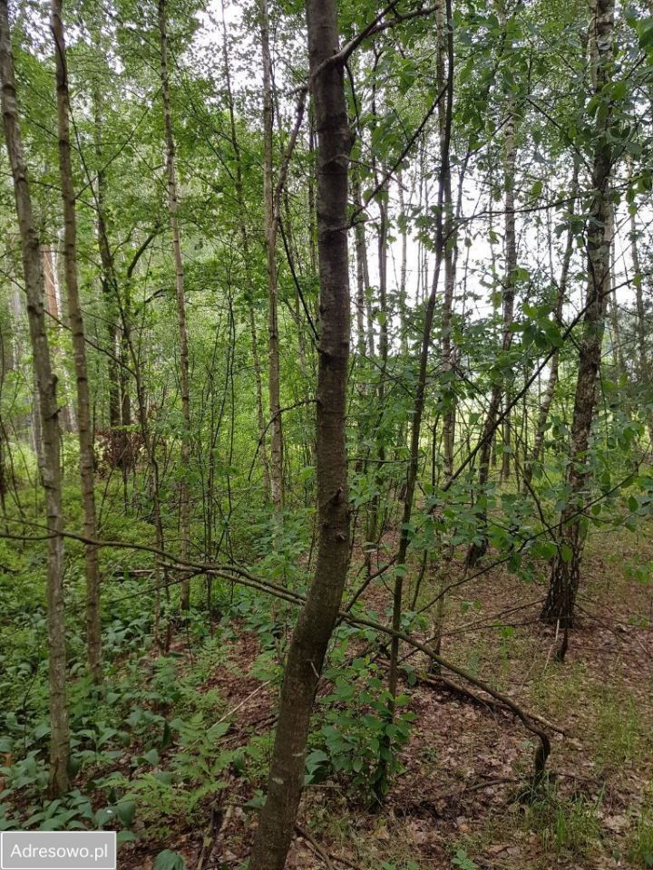 Działka budowlana Kontrewers. Zdjęcie 18