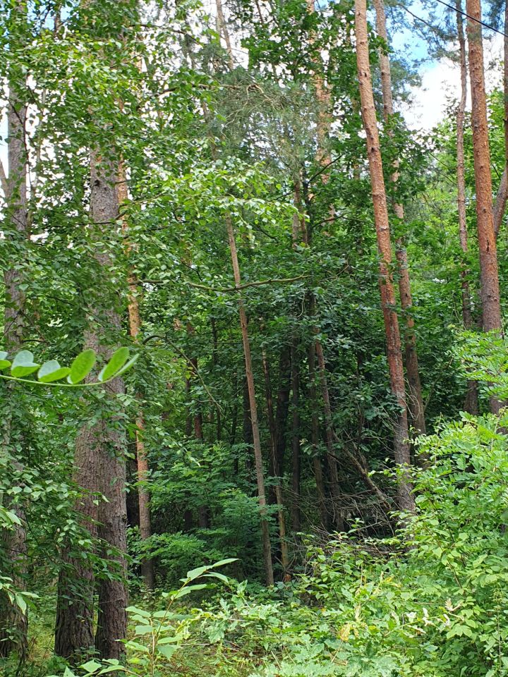 Działka rolno-budowlana Zosin. Zdjęcie 8