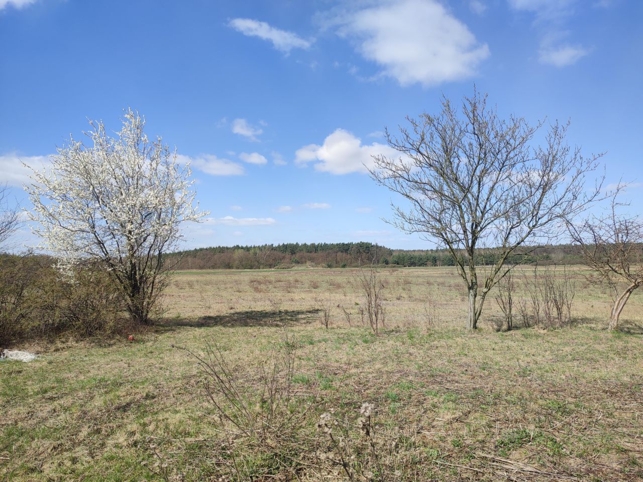Działka budowlana Kazuń Polski, ul. Orzechowa