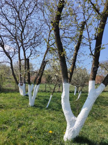 Działka rolna Trzebórz. Zdjęcie 1