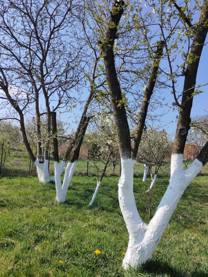 Działka rolna Trzebórz