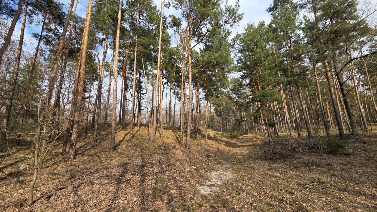 Działka leśna Borek Lipiński. Zdjęcie 6