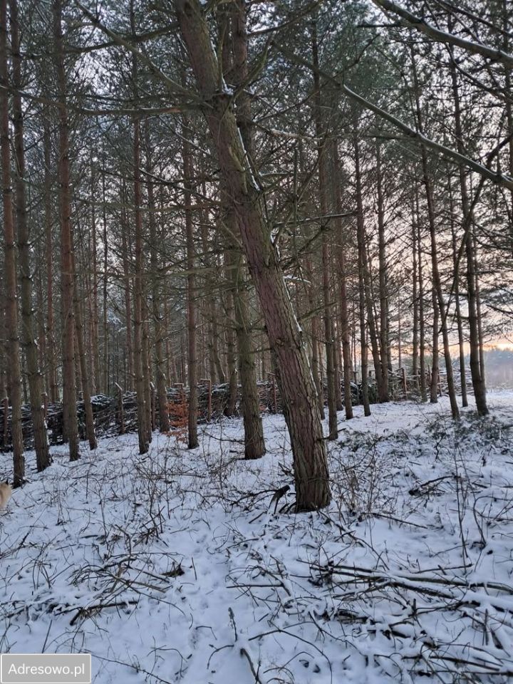 Działka budowlana Lamkowo. Zdjęcie 3