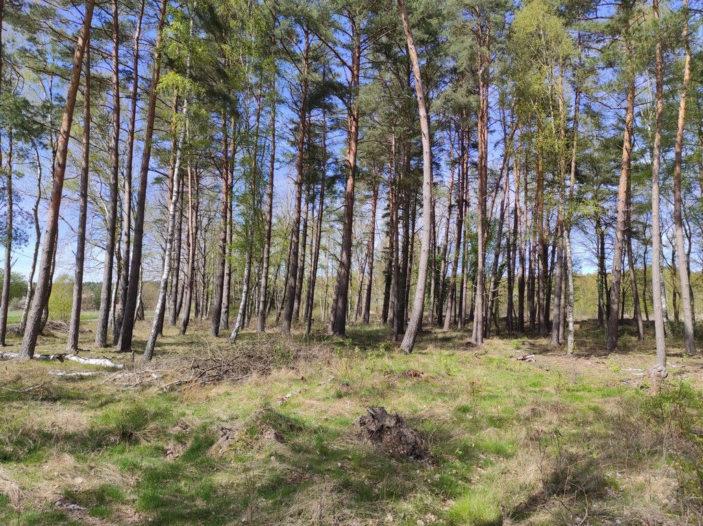 Działka budowlana Chomino. Zdjęcie 14