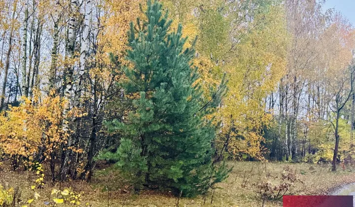 Działka budowlana Słowak