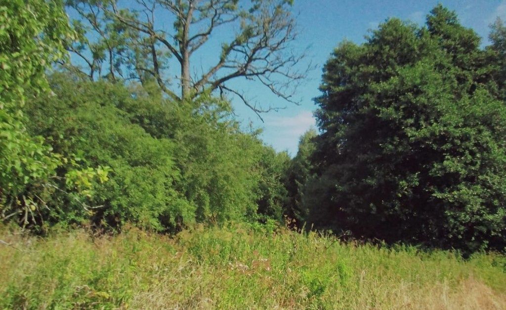 Działka siedliskowa Wojnity. Zdjęcie 7