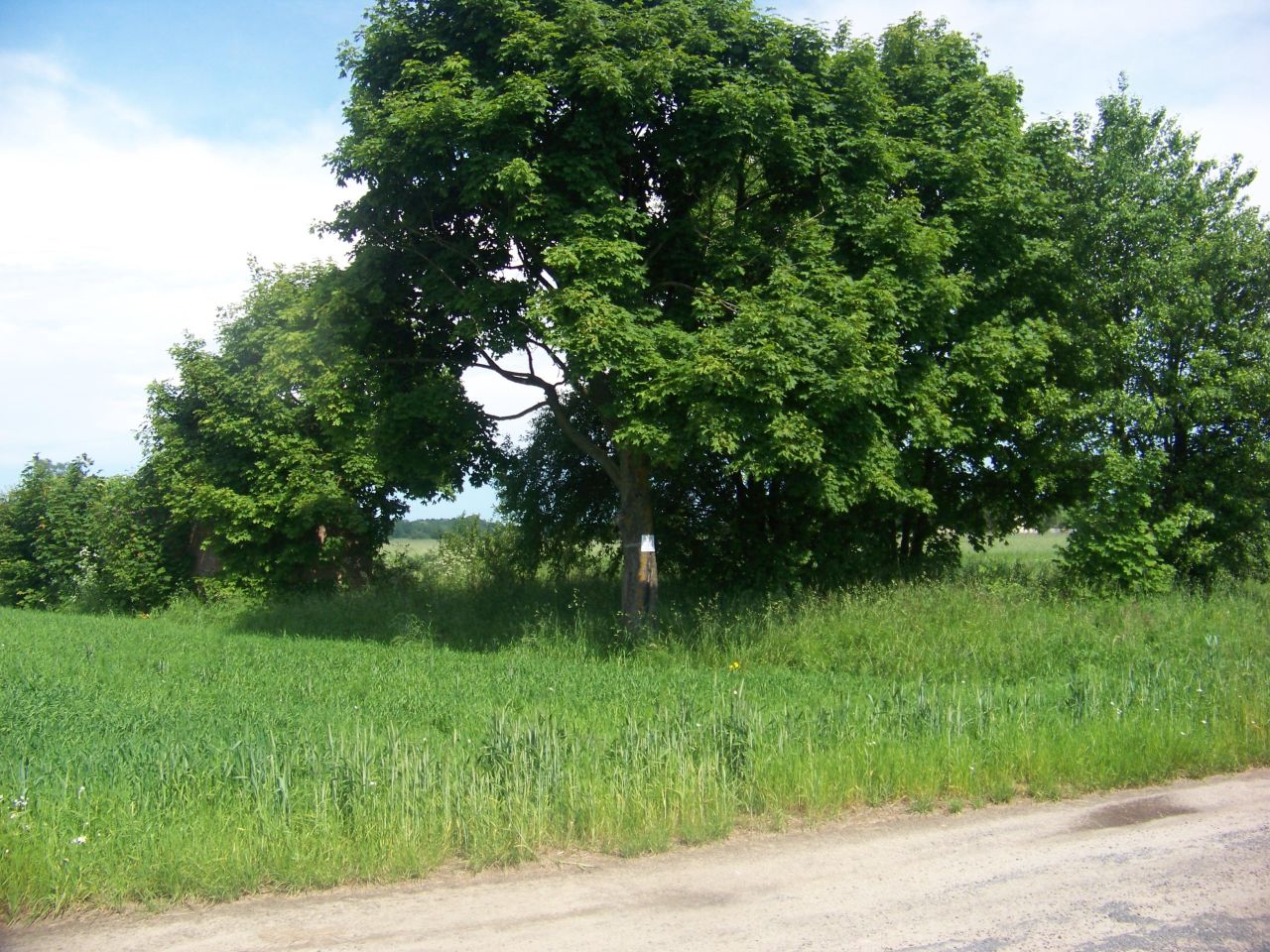 Działka rolno-budowlana Krzywośnity. Zdjęcie 3