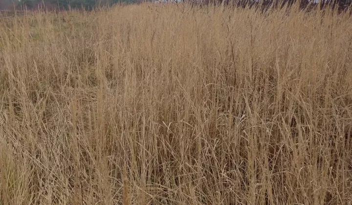 Działka budowlana Raków, ul. Brzozowa