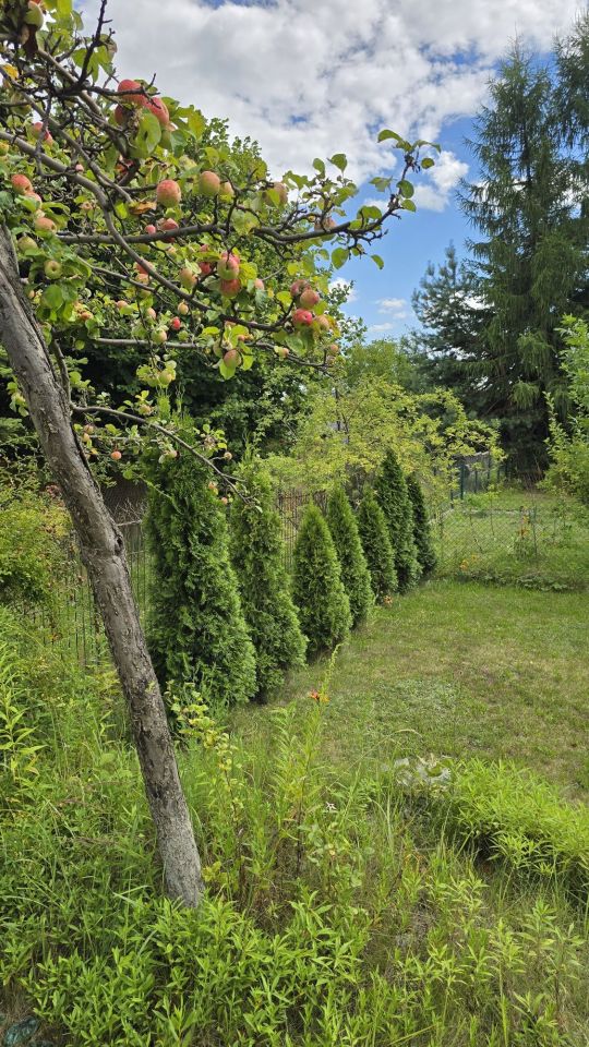Działka rod Sosnowiec, ul. gen. Władysława Andersa. Zdjęcie 6