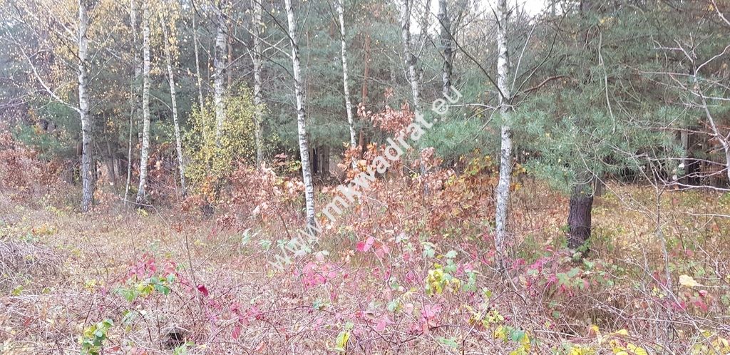 Działka siedliskowa Zimna Woda. Zdjęcie 4