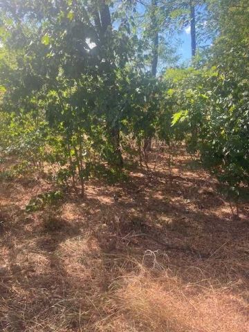 Działka inwestycyjna Otwock Świder. Zdjęcie 1