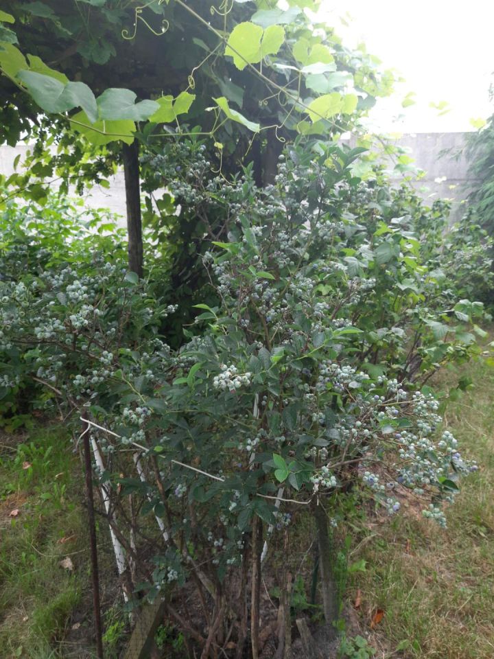 Działka rod Radom Potkanów, ul. Żelazna. Zdjęcie 4