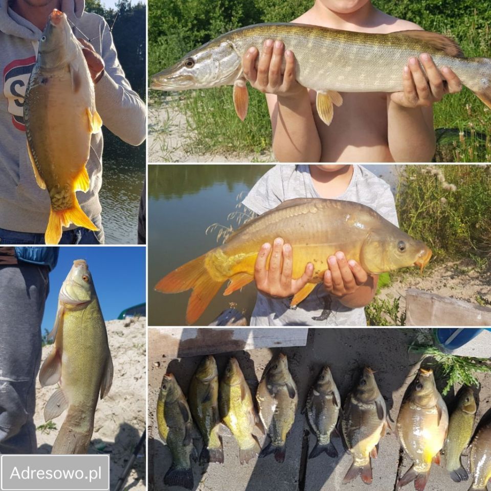 siedlisko, 6 pokoi Tuliszków. Zdjęcie 8