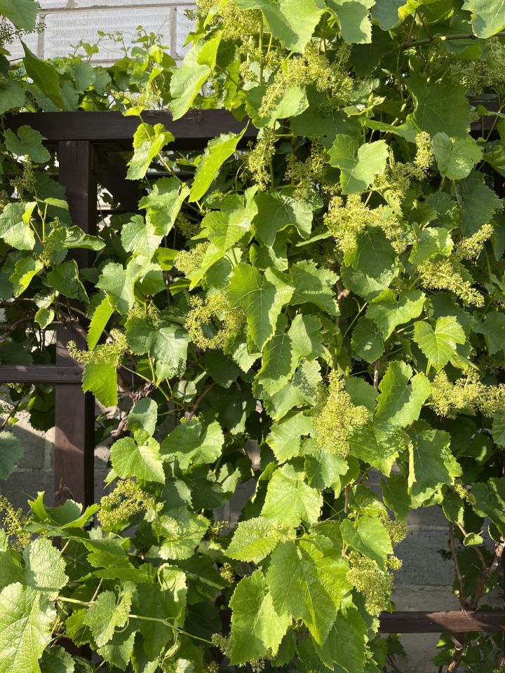 dom wolnostojący, 4 pokoje Nasielsk. Zdjęcie 12