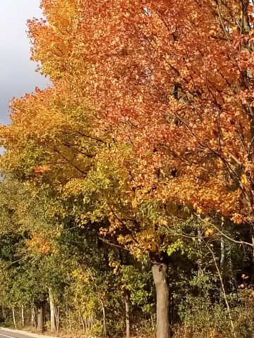 Działka budowlana Żarnów, ul. Leśna. Zdjęcie 1