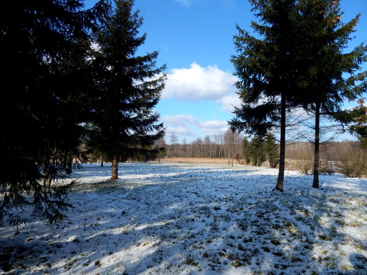 Działka siedliskowa Grzegorzewice, ul. Pałacowa. Zdjęcie 14