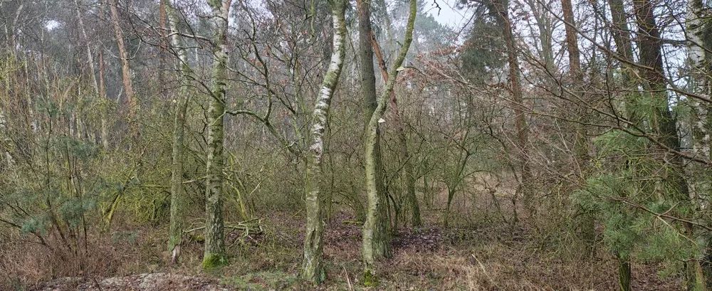 Działka leśna Szczytniki Duchowne. Zdjęcie 3